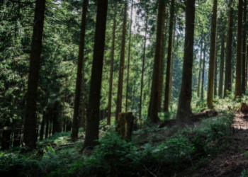 Des EPI adaptés pour les métiers du paysage et de la forêt